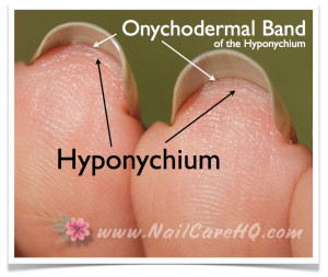 See Through Nails - Hyponychium and Onychodermal Band Image Diagram
