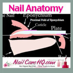 www.NailCareHQ.com Nail Anatomy