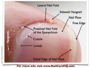 Cuticle - Image of parts of the nail