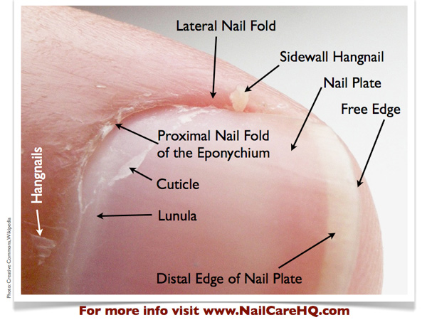 Nail fold - Wikipedia