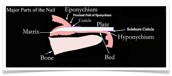NAIL ANATOMY - Different Parts of the Fingernail - NailCareHQ.com